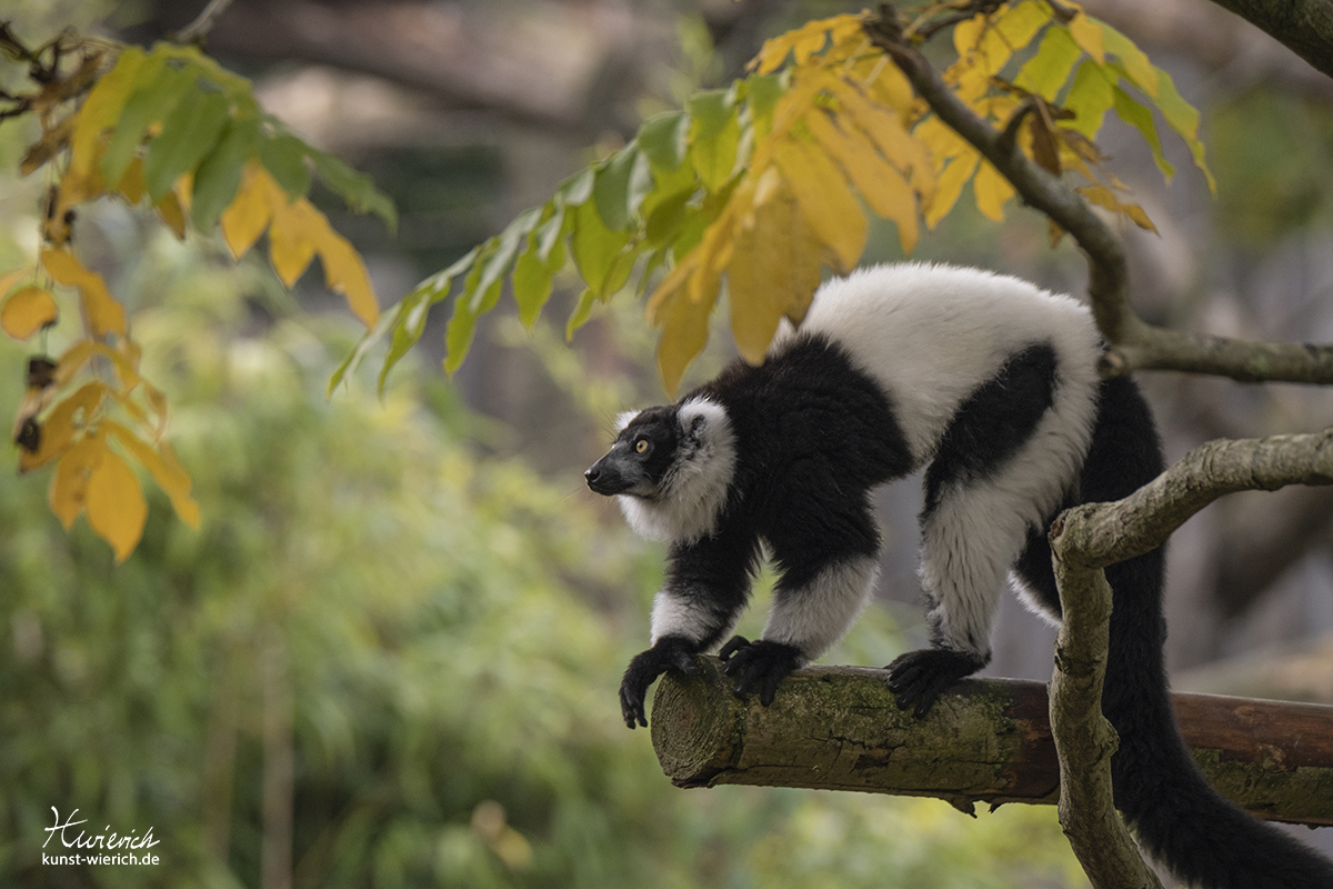 Tierporträt aus dem Allwetterzoo in Münster