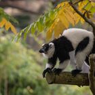 Tierporträt aus dem Allwetterzoo in Münster