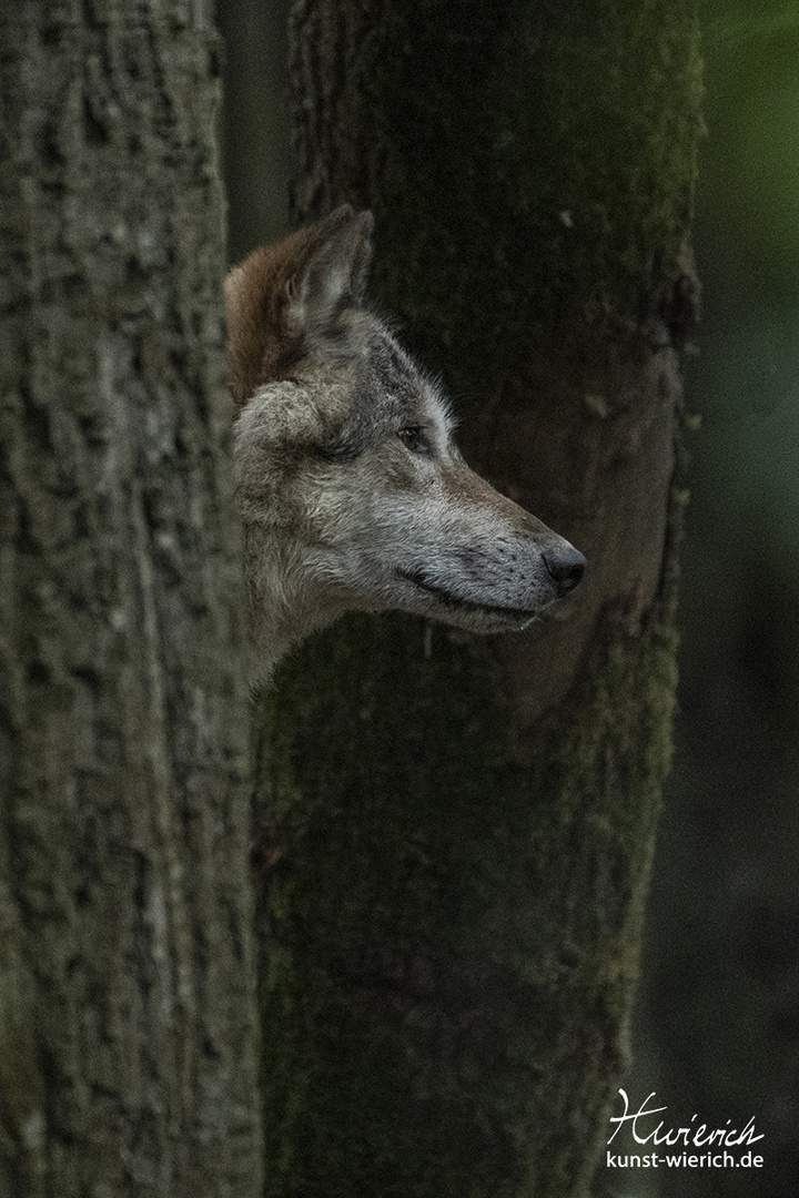 Tierporträt aus dem Allwetterzoo in Münster