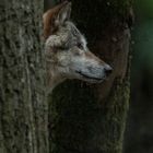 Tierporträt aus dem Allwetterzoo in Münster