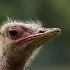 Tierporträt aus dem Allwetterzoo in Münster