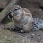 Tierporträt aus dem Allwetterzoo in Münster