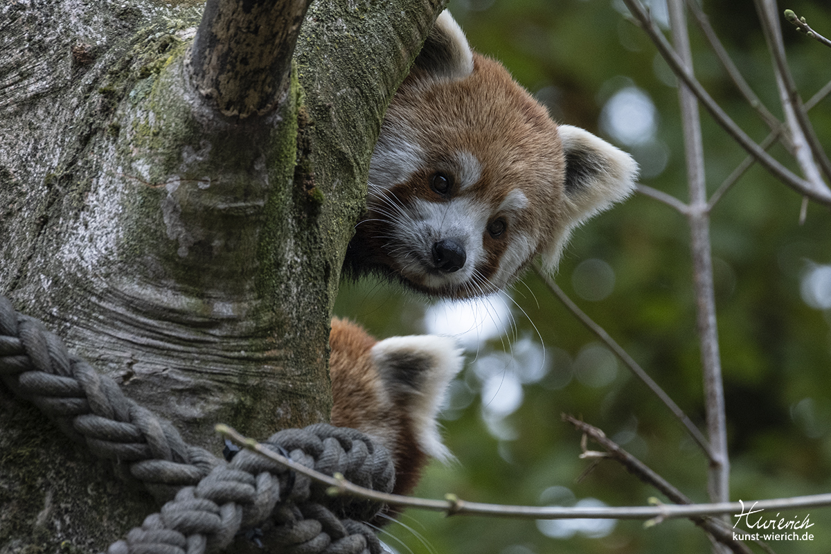 Tierporträt aus dem Allwetterzoo in Münster