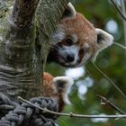 Tierporträt aus dem Allwetterzoo in Münster