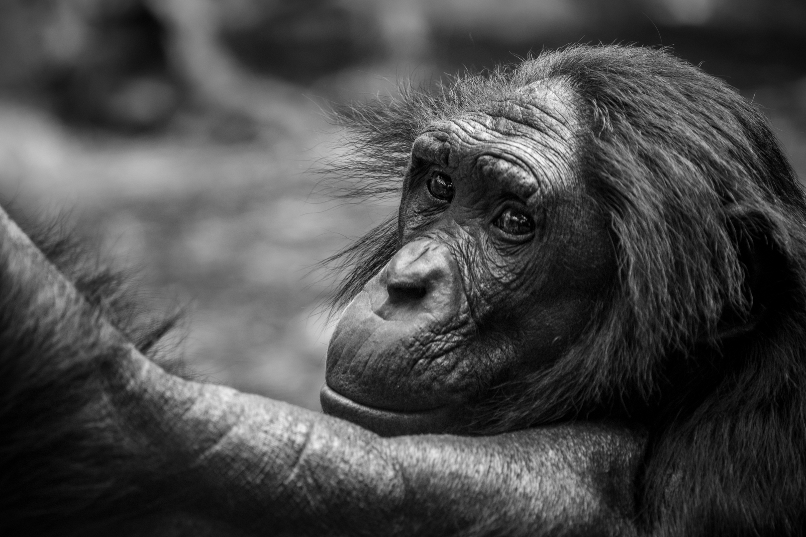 Tierporträt Bonobo