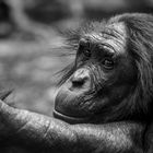Tierporträt Bonobo