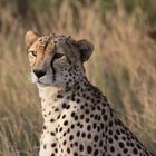 Tierporträt  Gepard