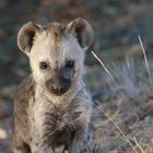 Tierporträt  Hyänenbaby