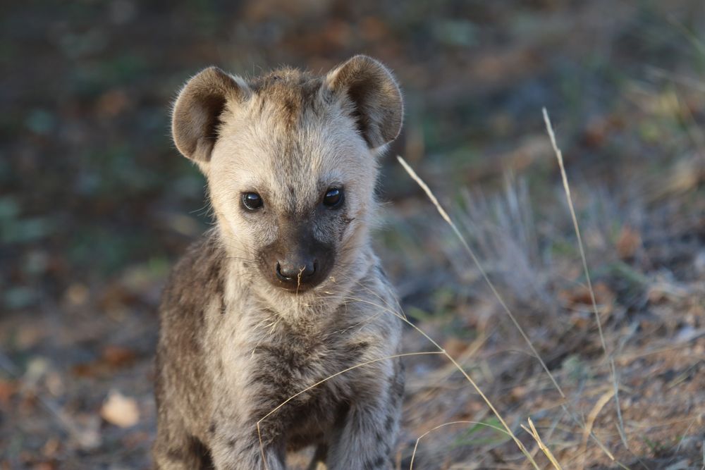 Tierporträt  Hyänenbaby