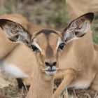 Tierporträt Impala