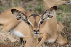 Tierporträt Impala