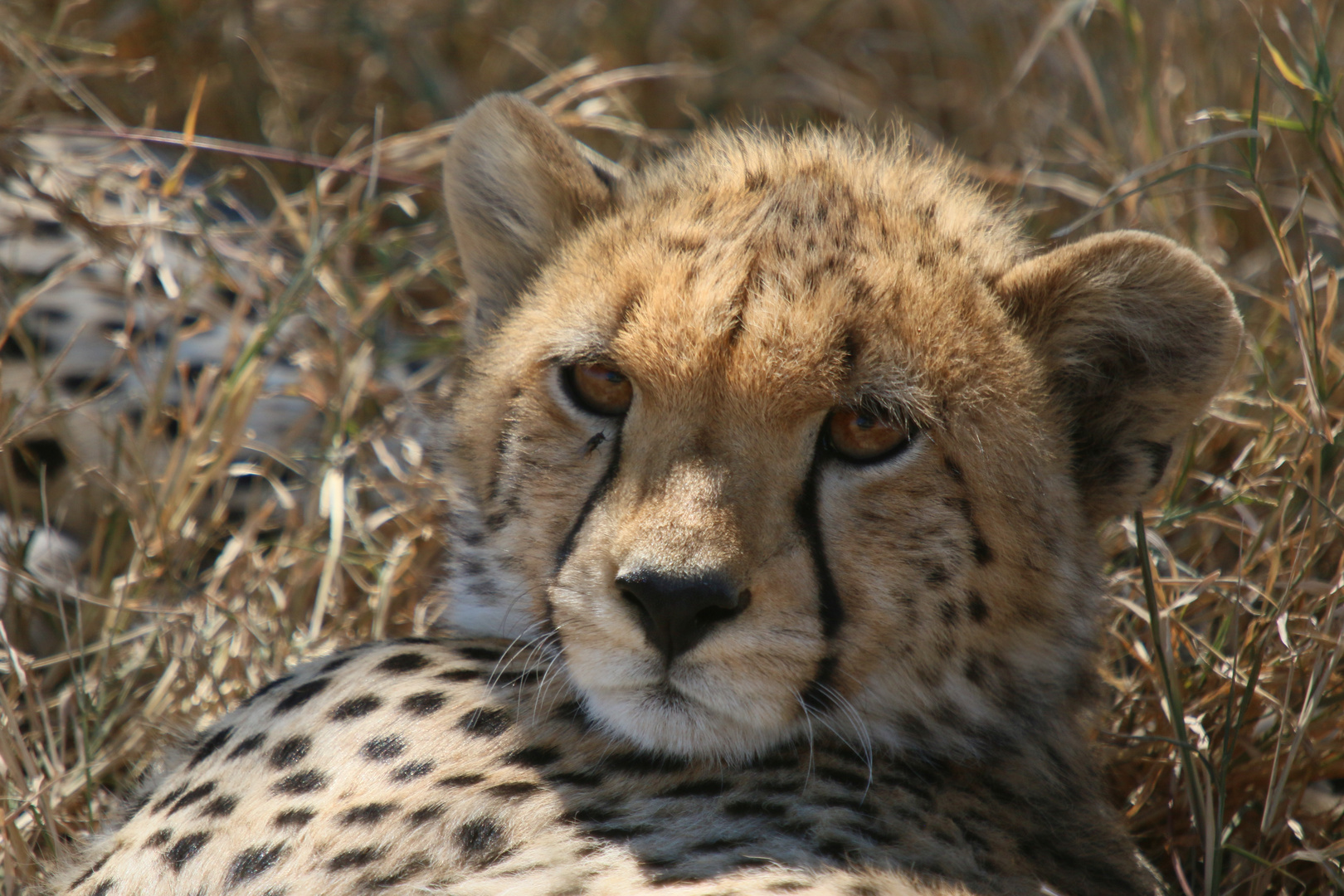 Tierporträt  junger Gerpard