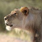 Tierporträt junger männlicher Löwe