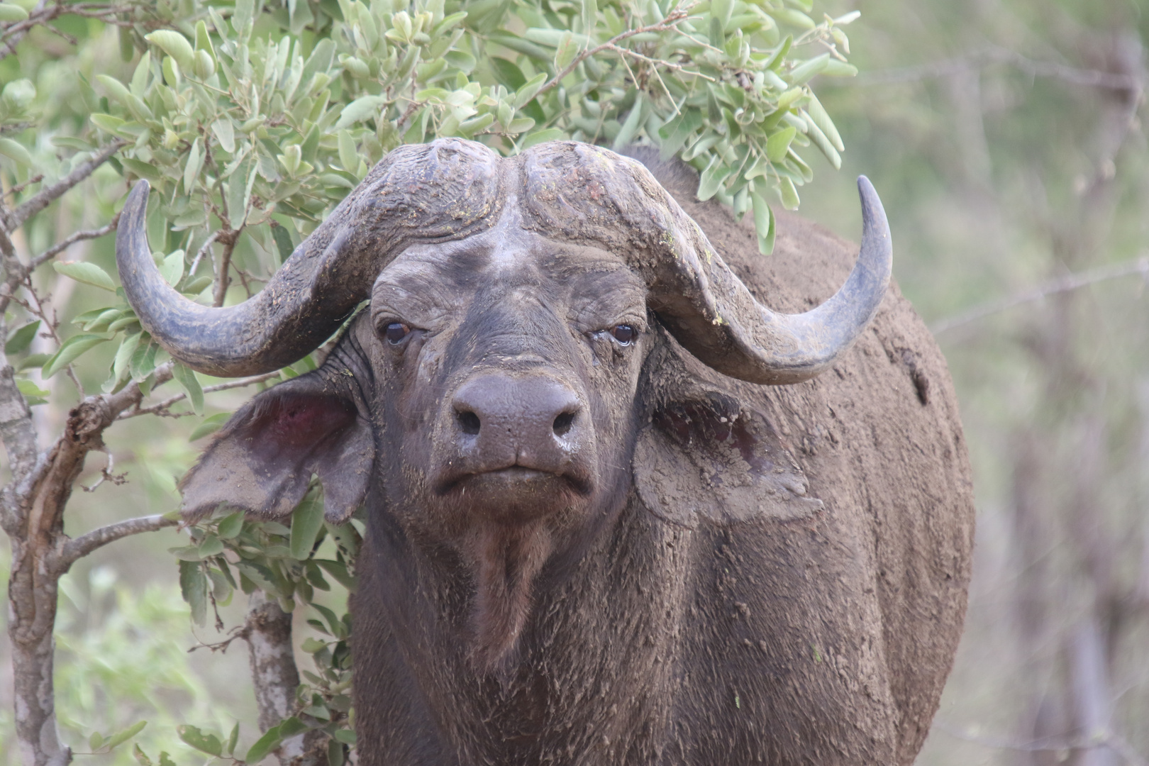 Tierporträt  Kapbüffel