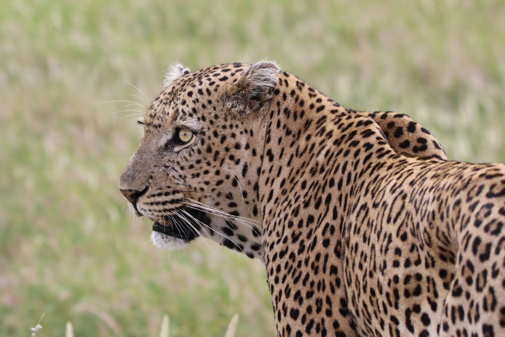 Tierporträt Leopard