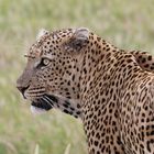 Tierporträt Leopard