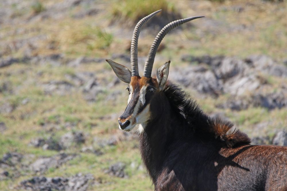 Tierporträt Rappenantilope