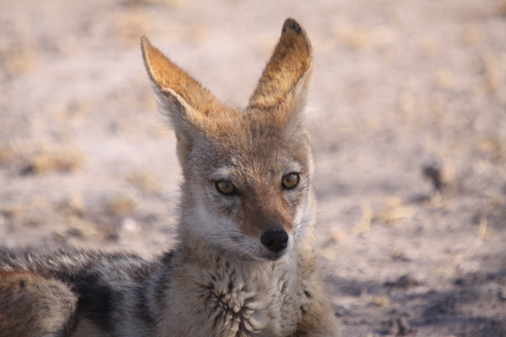 Tierporträt  Schabrackenschakal