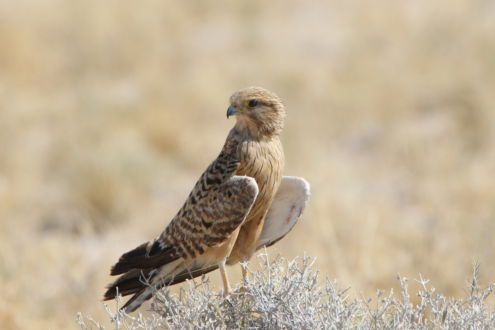 Tierporträt Turmfalke