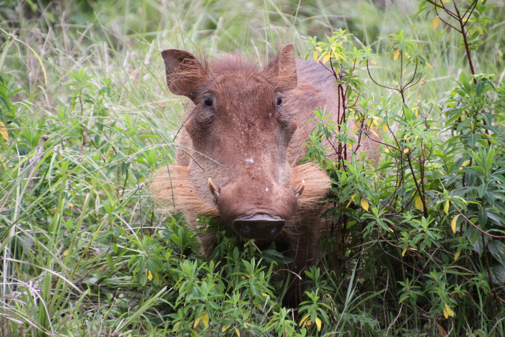 Tierporträt  Warzenschwein