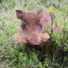 Tierporträt  Warzenschwein