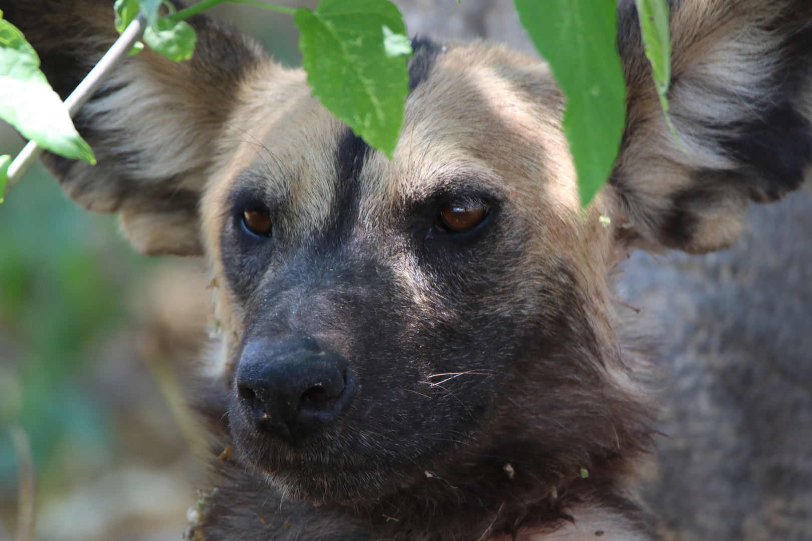 Tierporträt Wildhund