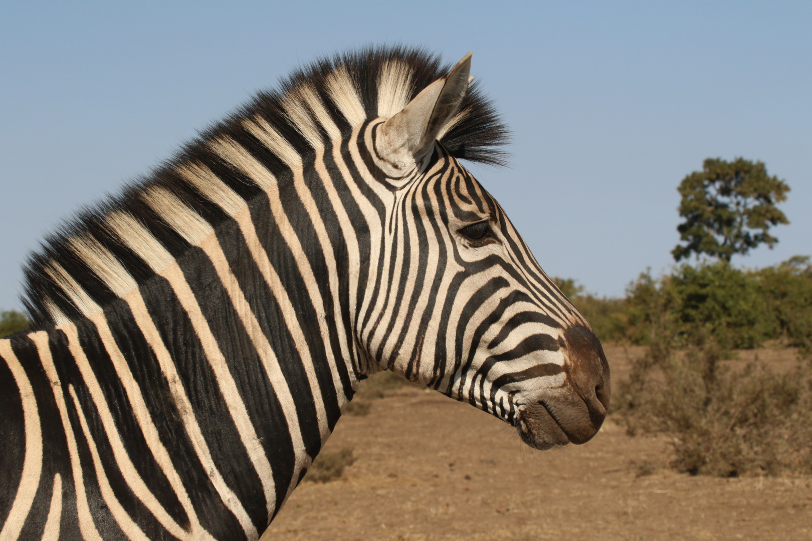 Tierporträt  Zebra
