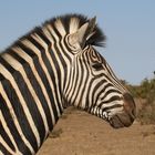 Tierporträt  Zebra