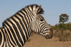 Tierporträt  Zebra