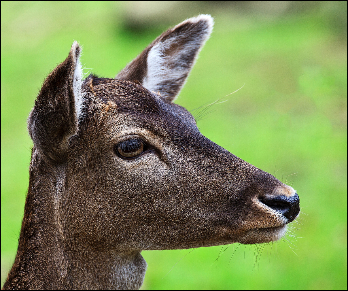 Tierportrait