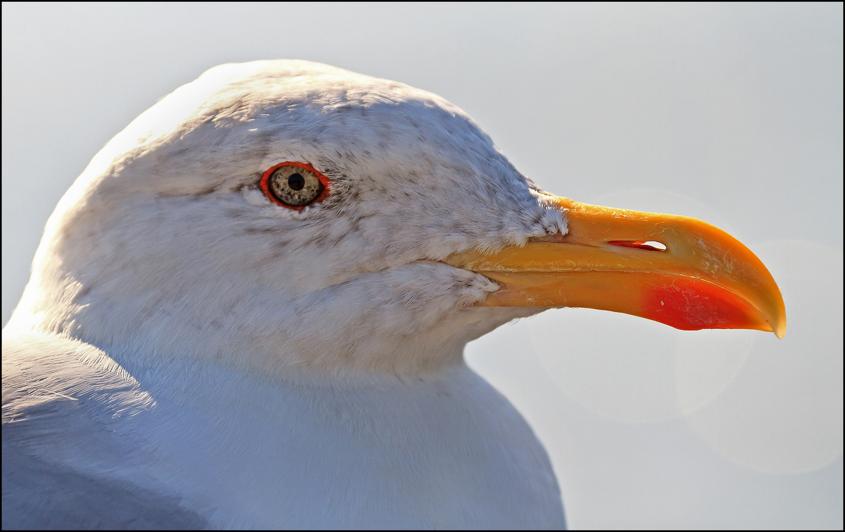 Tierportrait