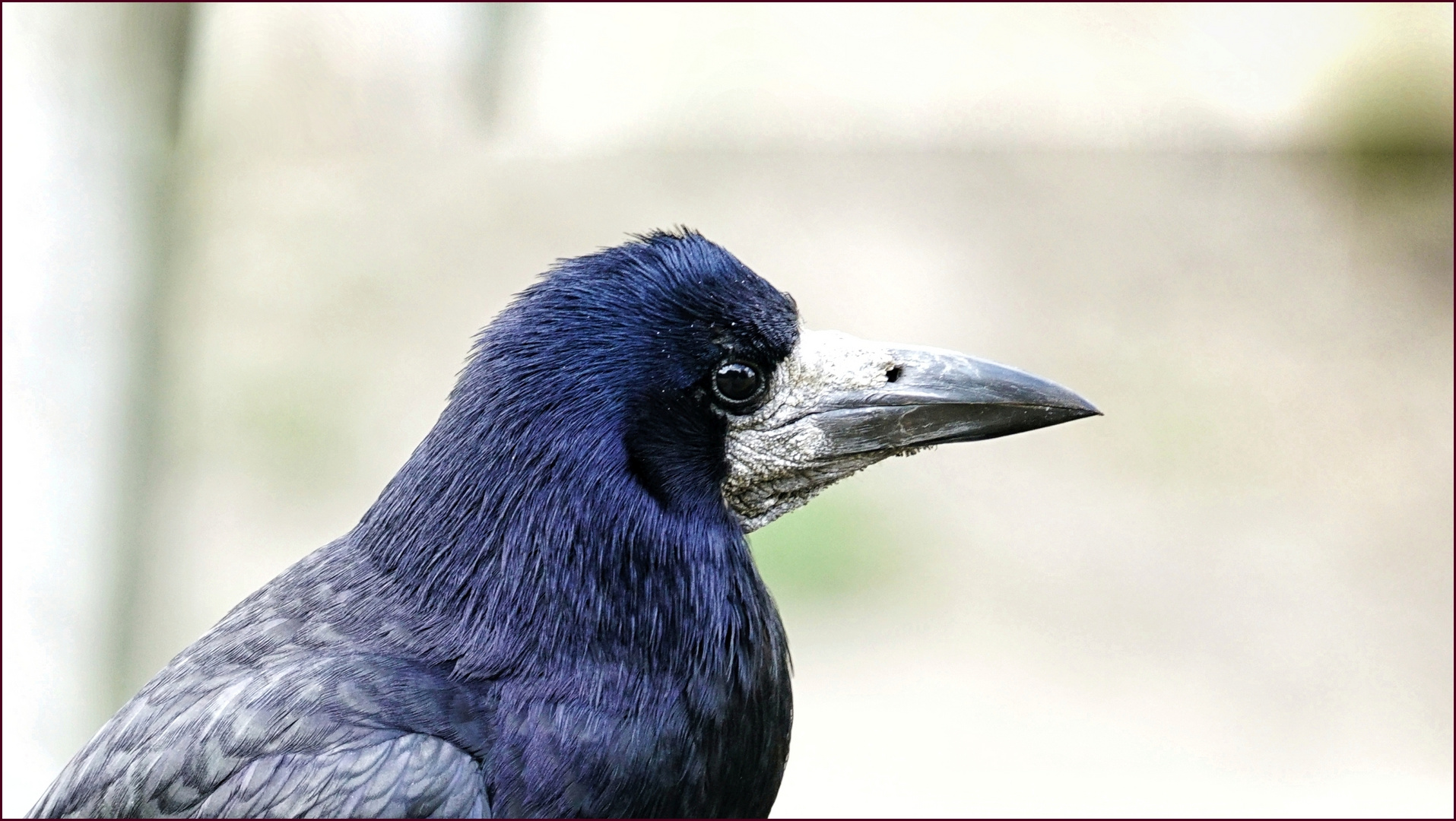 Tierportrait: Das Schnabeltier #2 ....