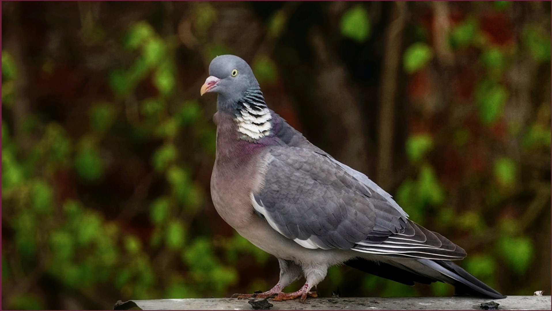 Tierportrait: Die Ringeltaube ....