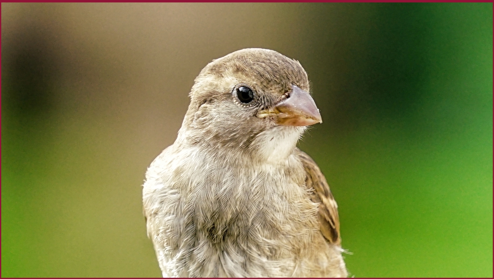 Tierportrait: Hallo Spatz ...!