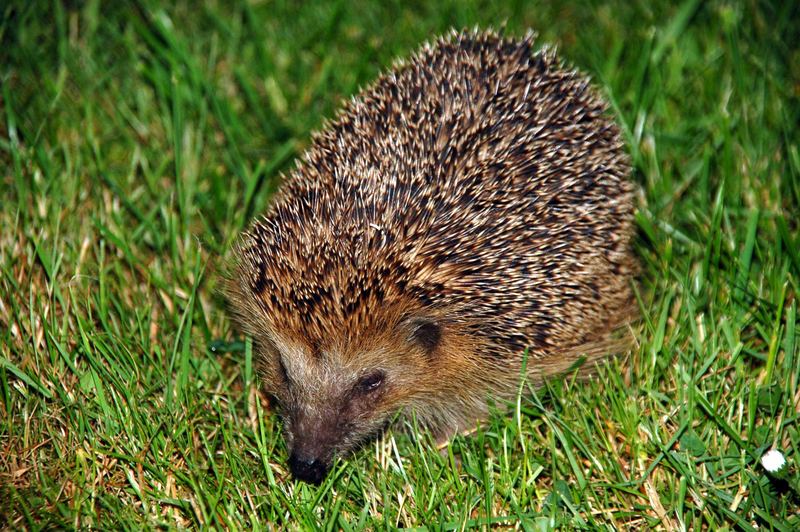 Tierportrait - Igel