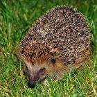 Tierportrait - Igel