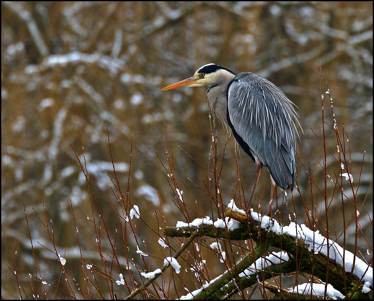 Tierportrait IV