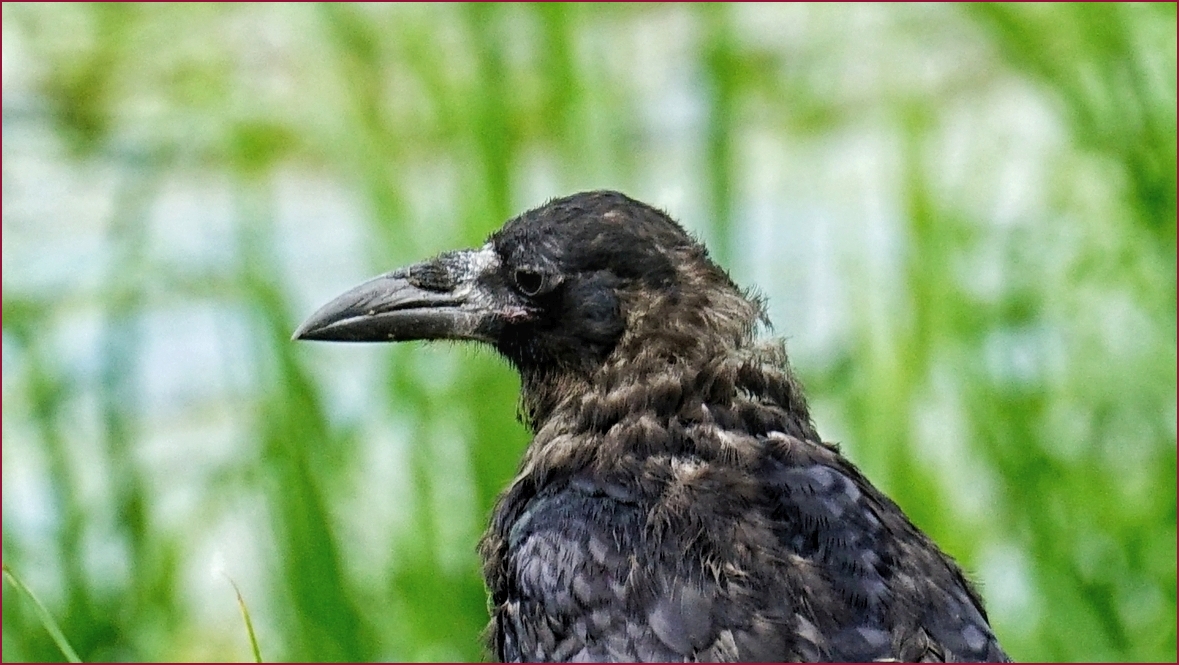 Tierportrait: Jugendliche Saatkrähe ....