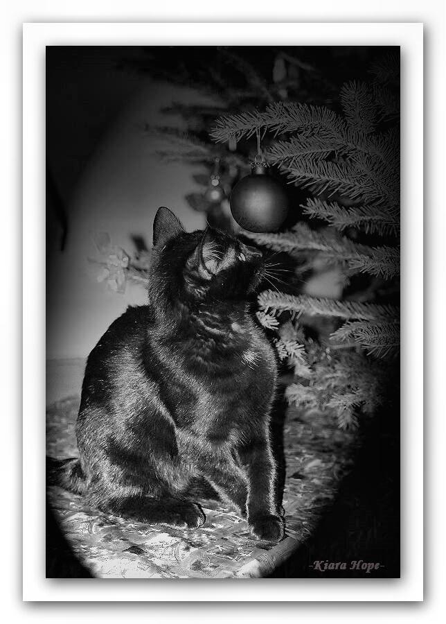 Tierportrait - "My X-Mas Cat"
