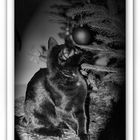 Tierportrait - "My X-Mas Cat"