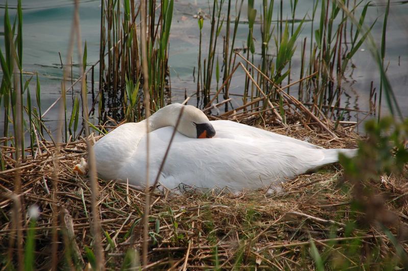 Tierportrait - Schwan