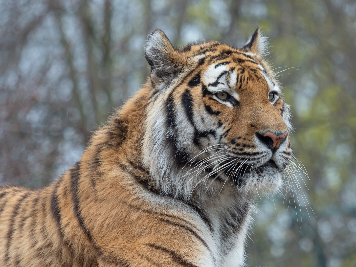 Tierportrait - Sibirischer Tiger