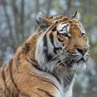 Tierportrait - Sibirischer Tiger