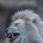Tierportrait - Weißer Löwe (1)
