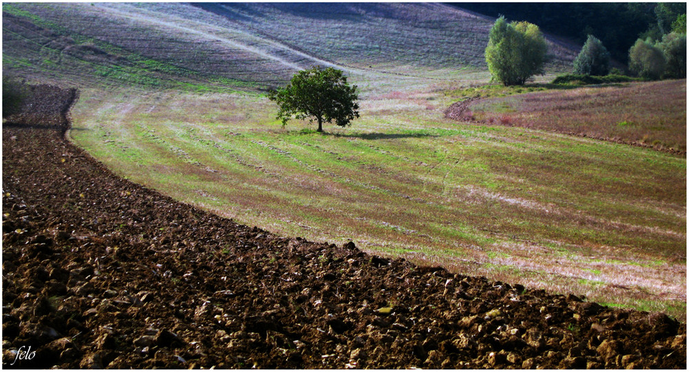 TIERRA COLOR SIENA I