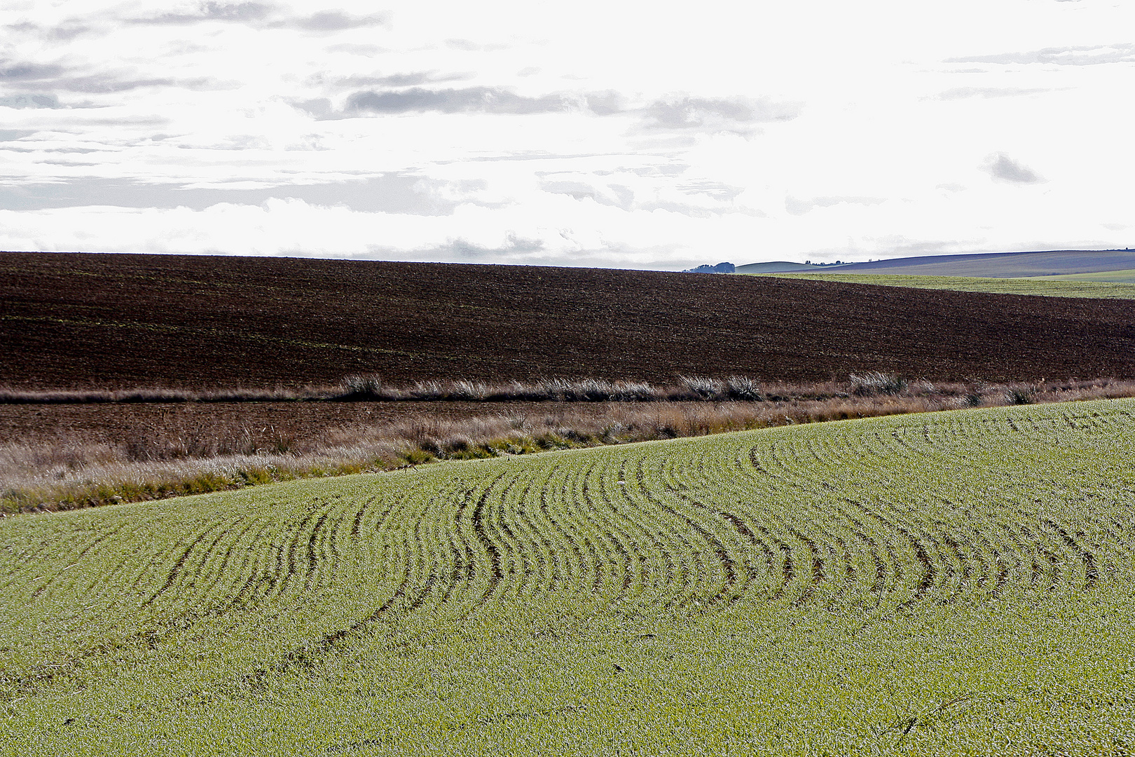 Tierra de Campos 1