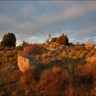 Tierra de sabinas