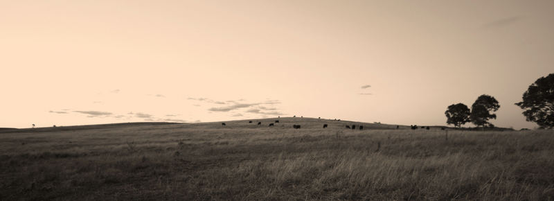 TIERRA DE VAQUITAS