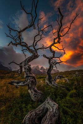[ … Tierra del Fuego ]