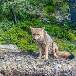 Tierra del Fuego - Fuchs